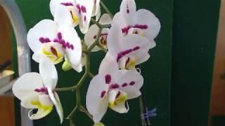 orchid phal Nancy Harley