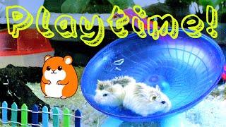  Hamsters Playing with the wheel in DIY Habitat