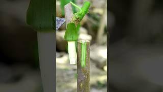 Easy grafting skills ever fruit plants #T-Graft #satisfying #gardening #shorts
