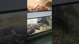 Black Throated Monitor #blackthroatedmonitor #biawak #black #throated #monitor #reptile #shorts