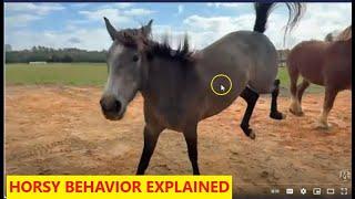 Evaluating Lester Feeding Horses (Rita & Roman) Horsy Herd Behavior Explained