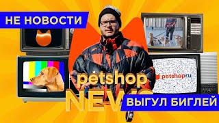 10 СОБАК ПРОТИВ ОДНОГО ЧЕЛОВЕКА. Выгуливаем 10 БИГЛЕЙ в центре города СПб на Дворцовой площади