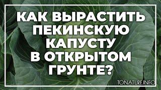 Как вырастить пекинскую капусту в открытом грунте? | toNature.Info