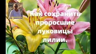 ЧТО ДЕЛАТЬ И КАК СОХРАНИТЬ ПРОРОСШИЕ ЛУКОВИЦЫ ЛИЛИИ ДО ПОСАДКИ В ОТКРЫТЫЙ ГРУНТ.