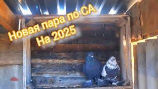 Голуби СА, Новая пара  на 2025. Будни Голубеводства.