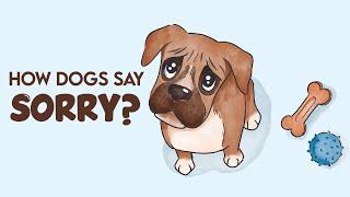 How Dogs Say Sorry Will Shock You!