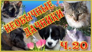 Дача. Дачные истории.  Необычные дачники.   Забавные котята играют. Funny kittens