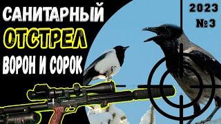 Санитарный отстрел Сорок и Ворон №3  Air Gun Pest Control Crow Hunting 2023 Кроухантинг.