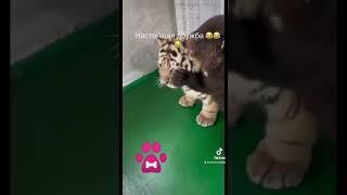 Вот как нужно дружить#животные #дети # дружба#