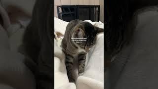 Not feeling too good today #lazyday #cats #catsofyoutube