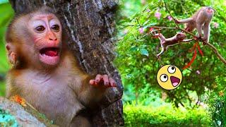 Oh!! Sariki, cute baby monkey, is cr=ying because she is @ngry mama/Moken playing on the small tree.