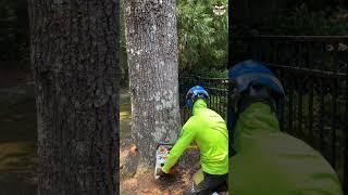 Hollow oak removed  #outdoors #treecutting #fyp