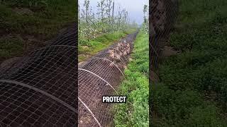 Safe Wire Tunnels for Chickens