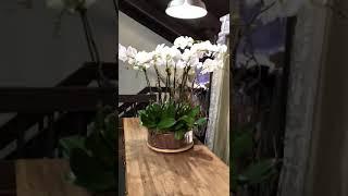 Beautiful Phalaenopsis orchid arrangement