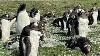 Penguins at Bluff Cove