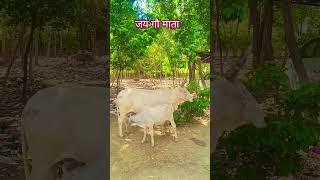 apni thakurani Radhika Rani #cow #animals #love#bull #whatsapp #youtubers#youtube #animal# cow