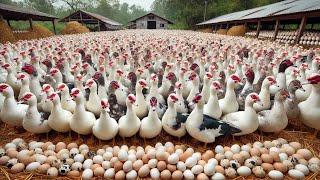 RAISING MUSCOVY DUCKS - Process Of Raising Muscovy Ducks For Egg Laying