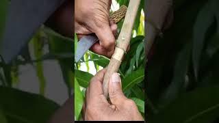 Mango tree grafting   Process explained