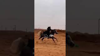 Ko'pkari#ulaq#buzqashi#shortvideo