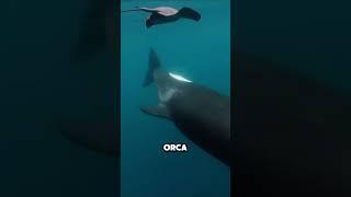 The most mischievous creature in the ocean#animals #funny #killerwhales
