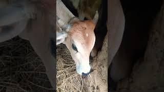 #sorts #music #cow #sapimakan #animalsong #animals #sapilucu #cowsong #farming