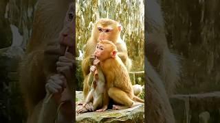 Pity Baby Monkey Lucie. #baby #monkey #minimonkey #viralvideo #shorts #0585