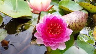 Nymphaea Fireball, Orange Sunset, Blushing Bride, Tan Kwan