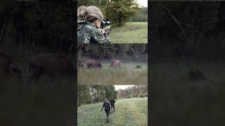 Wild boar shooting : a meaningful harvest at a time when crop damage is increasing… 