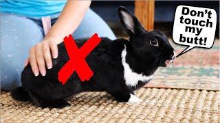 15 Things Rabbits Hate About Humans!