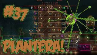 Terraria - Как убить Плантеру за 25 секунд не сходя с места! [Хардмод|Эксперт|Потеря вещей]