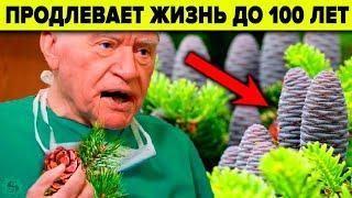 ПОЧЕМУ ВРАЧИ ЭТО ЗАБЫЛИ? ПИХТА - 9 уникальных целебных свойств