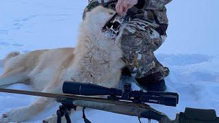 WOLF HUNTING HIGHLIGHTS