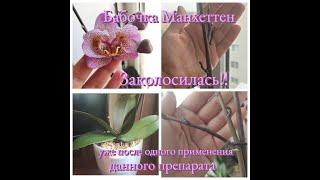 #Орхидея #Бабочка Манхеттен ЗАКОЛОСИЛАСЬ! Уже после одного применения этого препарата. Режим ждуна..