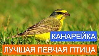 Канарейка лучшая певчая птица. Покупайте канареек.