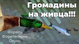 Куча огромного ФОРЕЛЕОКУНЯ!!! | Ultimate Fishing Simulator | Лейк-Джордж, на живца