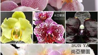 В пошуках квітоносів, приєднуйтесь #orchid #phalaenopsis