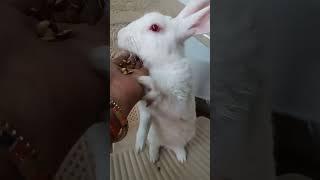  #samart bunny #lovely viral video