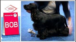 World Dog Show 2017 | BOB English Cocker Spaniel