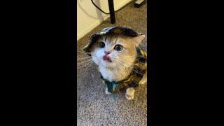 cash's meow collection! sound on, u gonna love it! #catsoftiktok#cutecat#cat #cats#catlover#catvideo