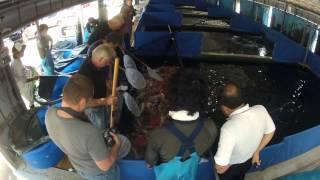 Sacramento Koi 2012 Koi Buying Trip Preview