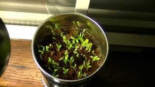 Second Batch: Time-Lapse of Cilantro Seeds sprouting.