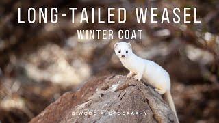 Long tailed Weasel | Winter Coat