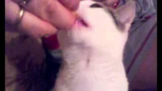 Кот и апельсин.mp4