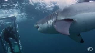 18-Foot Shark Attacks Cage | Great White Serial Killer