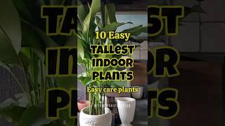 Best tallest indoor plants / tall plants for home #shortvideo #shorts #houseplants