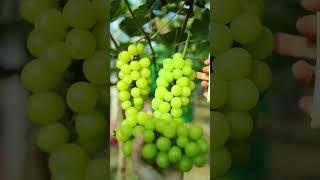 Beautiful Nature with Rural Life (P65) - Fresh fruit at home