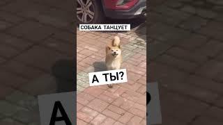 собака танцует #shorts #memes #мемы #шортс