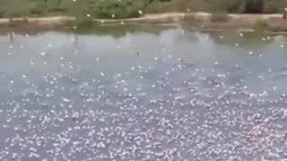 Thousands of Flamingos Flock to Navi Mumbai | Videology