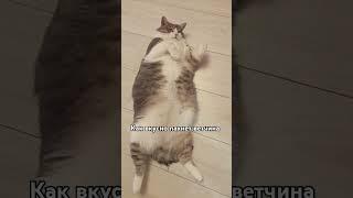 Когда всегда мысли только о еде#мурка#батон#котики#юмор#2025.