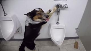 Funny Dogs 2017  Funny Dogs Playing [Funny Pets]